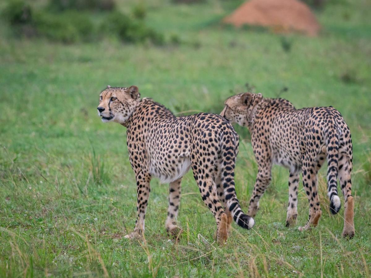 Sofala Lodge Mokopane Bagian luar foto